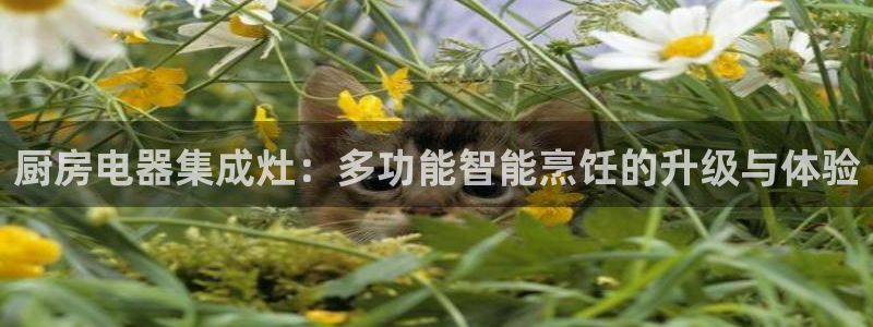 摩登7招商议333OO